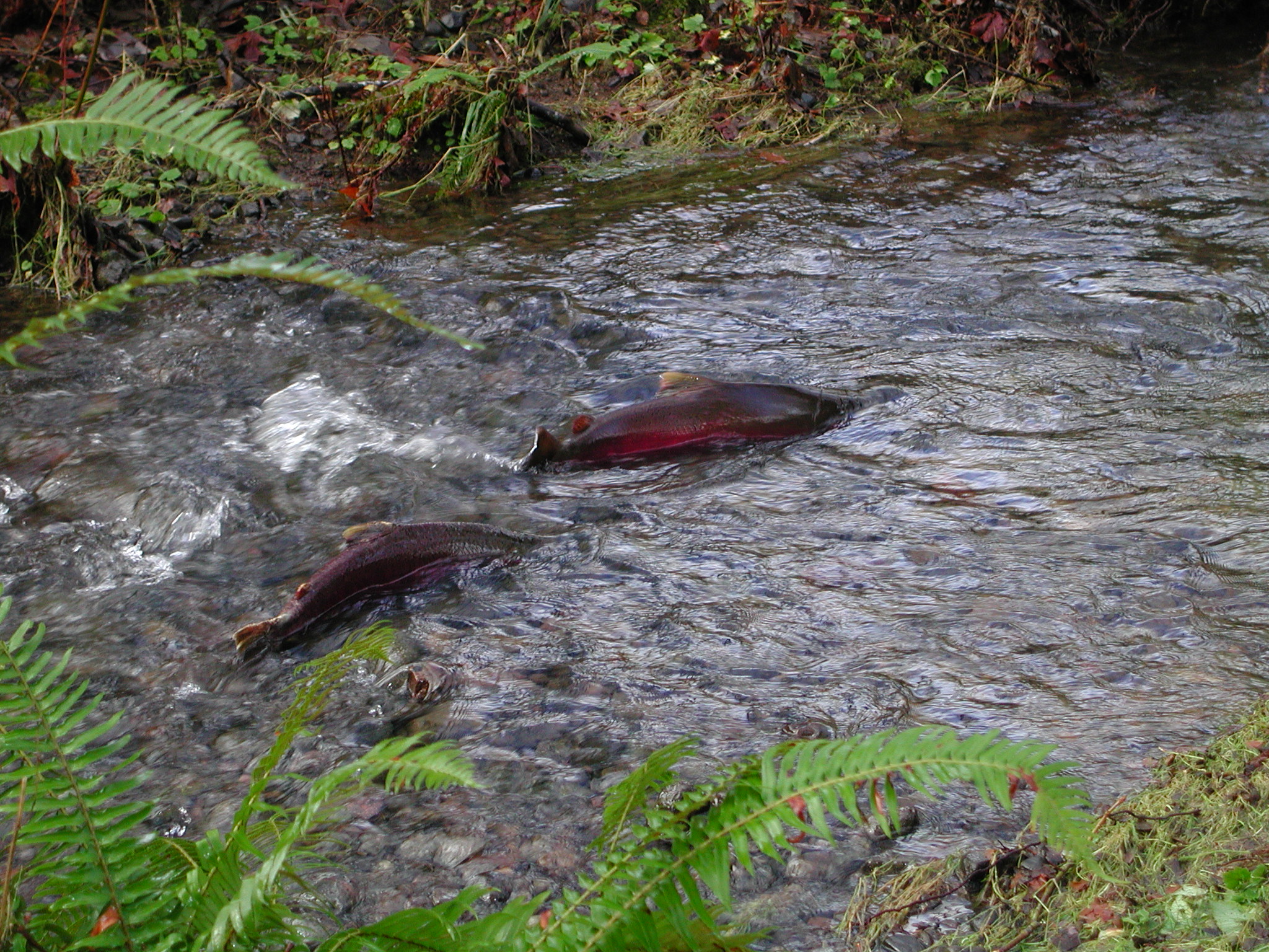 coho salmon.jpg FWS.gov